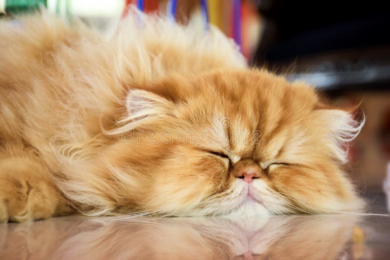 Persian cat editorial image. Image of sleep, brown, persian 91982235