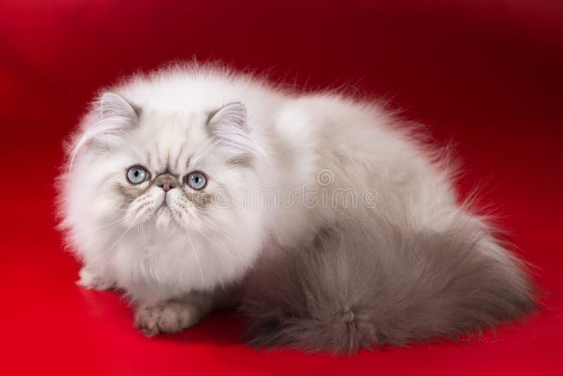 Persian cat