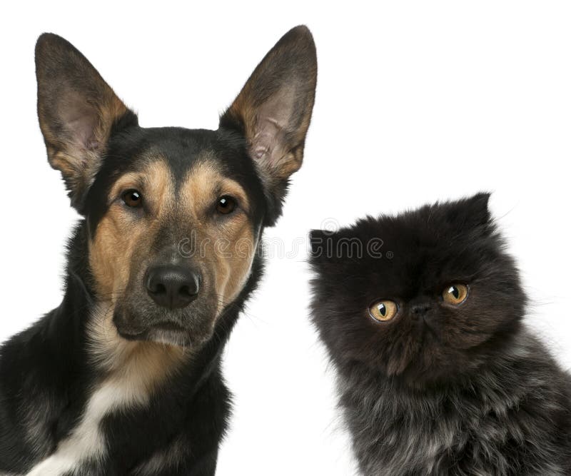 Persian kitten and a Mixed-breed dog in front of