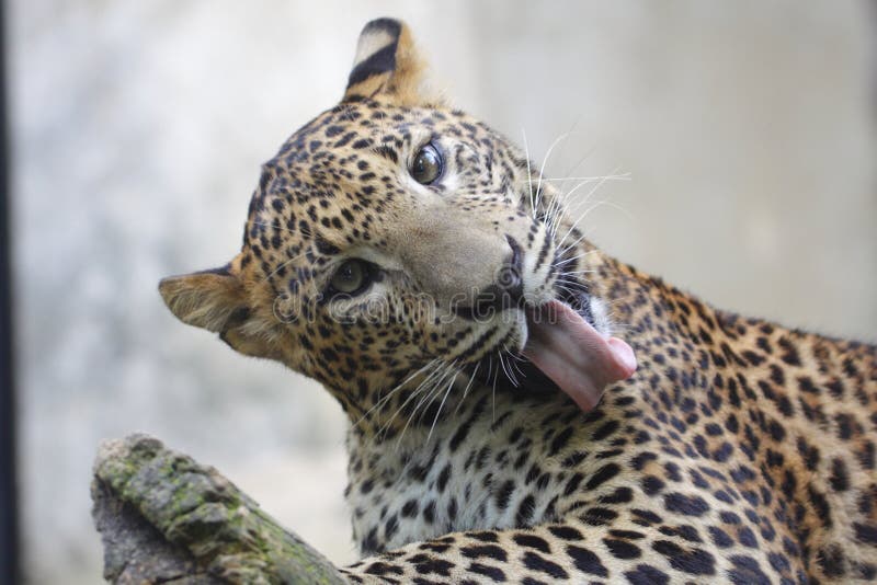 Persian leopard