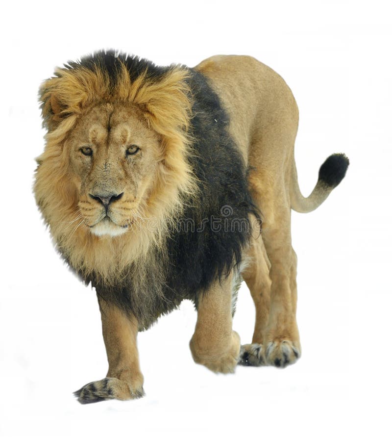 Asiatic lion Panthera leo persica on white background. Walking. Asiatic lion Panthera leo persica on white background. Walking