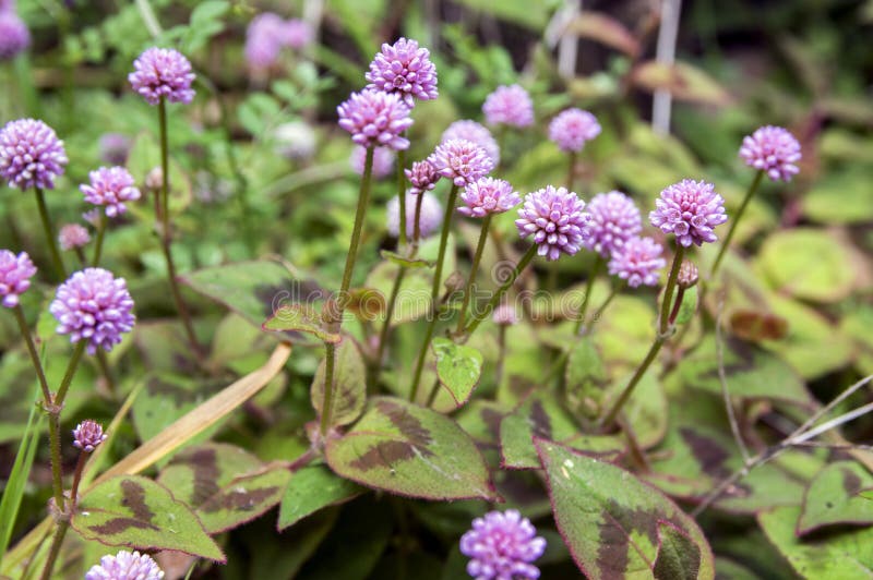 Persicaria capitata in bloom, prostrate herb