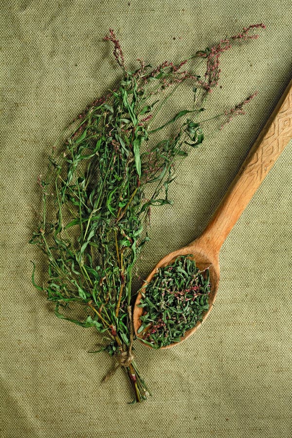 Persicaria hydropiper droog Kruidengeneeskunde, phytotherapy dokter royalty-vrije stock afbeelding Persicaria hydropiper droog Kruidengeneeskunde, phytotherapy dokter royalty-vrije stock afbeelding