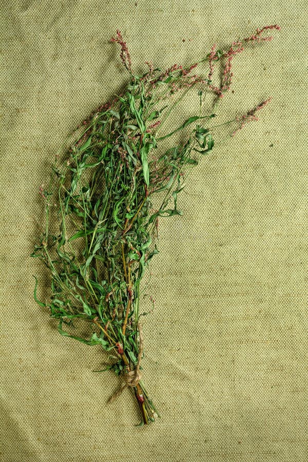 Persicaria hydropiper 干草本 草药, phytotherapy 库存图片 Persicaria hydropiper 干草本 草药, phytotherapy 库存图片