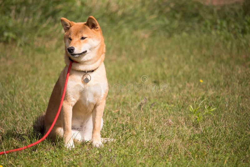 Persiga el inu del shiba que se sienta en un correo rojo fotos de archivo libres de regalías Persiga el inu del shiba que se sienta en un correo rojo fotos de archivo libres de regalías