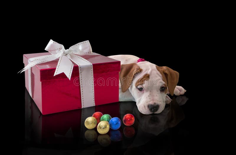 Persiga el perrito Staffordshire Terrier americano con el giftbox rojo y los caramelos coloridos en un fondo negro imagen de archivo Persiga el perrito Staffordshire Terrier americano con el giftbox rojo y los caramelos coloridos en un fondo negro imagen de archivo