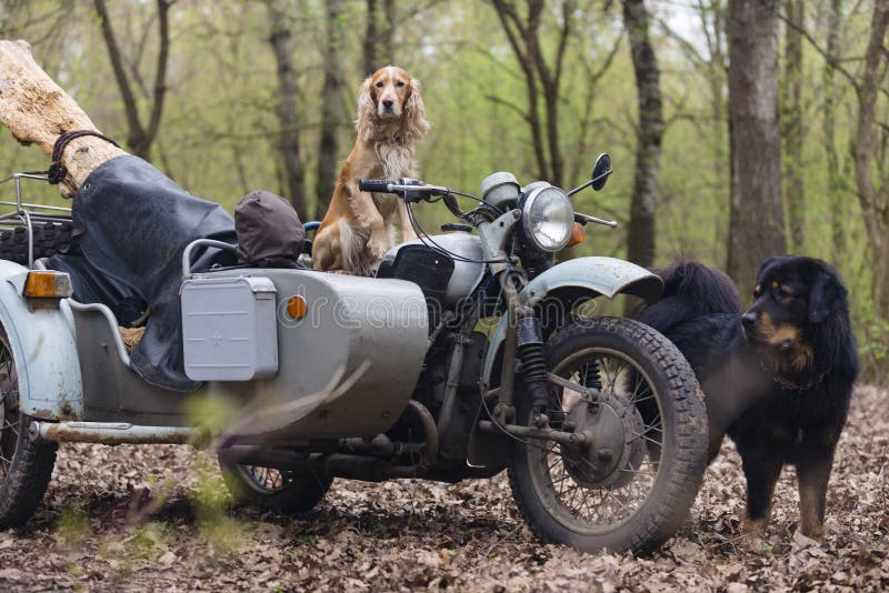 Persiga el perro de aguas y la motocicleta soviética vieja en el bosque fotografía de archivo libre de regalías Persiga el perro de aguas y la motocicleta soviética vieja en el bosque fotografía de archivo libre de regalías