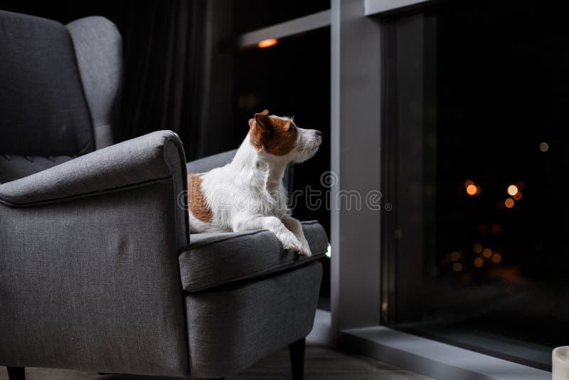 Persiga el perro del retrato de Jack Russell Terrier de la raza en un fondo del color del estudio fotos de archivo libres de regalías Persiga el perro del retrato de Jack Russell Terrier de la raza en un fondo del color del estudio fotos de archivo libres de regalías
