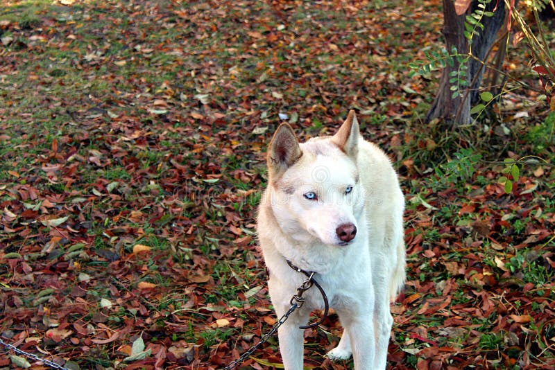 Persiga el perro esquimal con los ojos azules que se sientan en una cadena imágenes de archivo libres de regalías Persiga el perro esquimal con los ojos azules que se sientan en una cadena imágenes de archivo libres de regalías