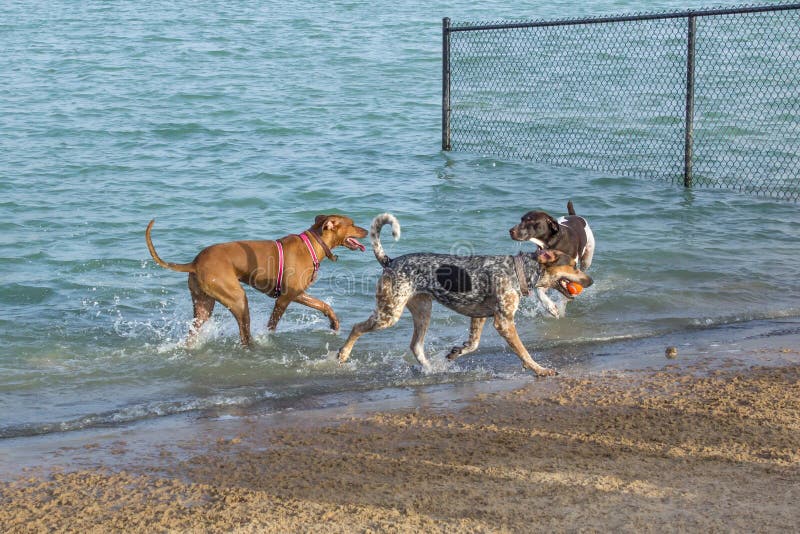 Persiga a los compañeros del parque en una charca cerca de su playa arenosa fotografía de archivo libre de regalías Persiga a los compañeros del parque en una charca cerca de su playa arenosa fotografía de archivo libre de regalías