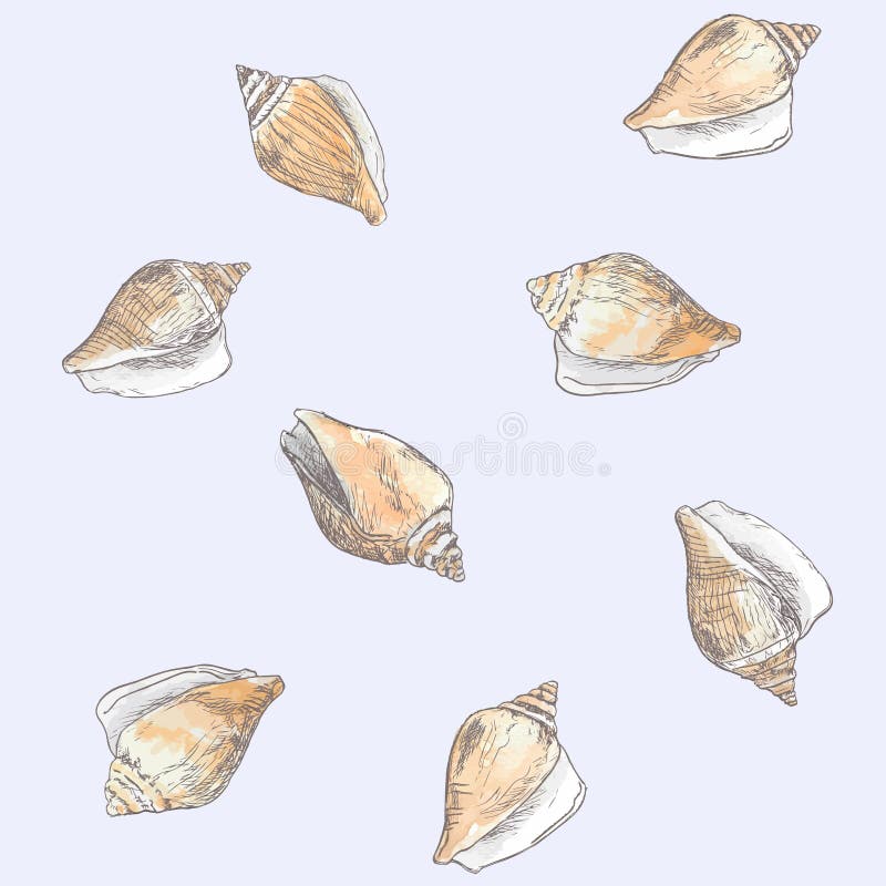 Persiga o búzio, vetor tirado mão do esboço do shell da asa ilustração royalty free Persiga o búzio, vetor tirado mão do esboço do shell da asa ilustração royalty free