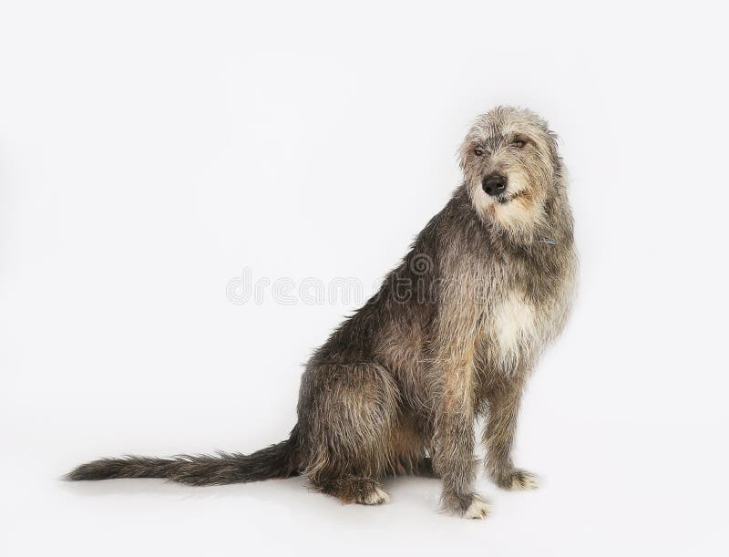 Dog the Irish wolfhound in studio on white background. Dog the Irish wolfhound in studio on white background