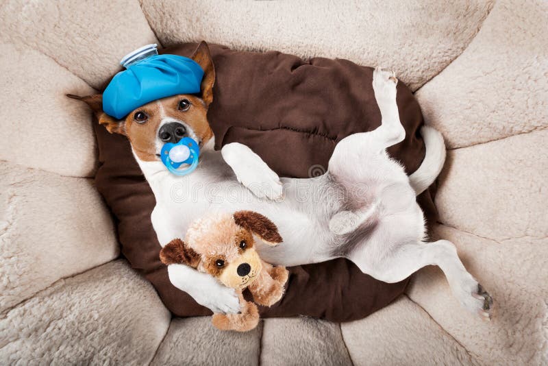 Persiga o sono ou o descanso da manutenção e da dor de cabeça fotografia de stock Persiga o sono ou o descanso da manutenção e da dor de cabeça fotografia de stock