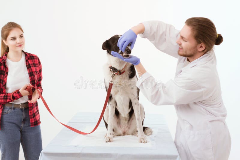 Persiga a obtenção verificado na clínica do veterinário com o proprietário do thir imagens de stock royalty free Persiga a obtenção verificado na clínica do veterinário com o proprietário do thir imagens de stock royalty free