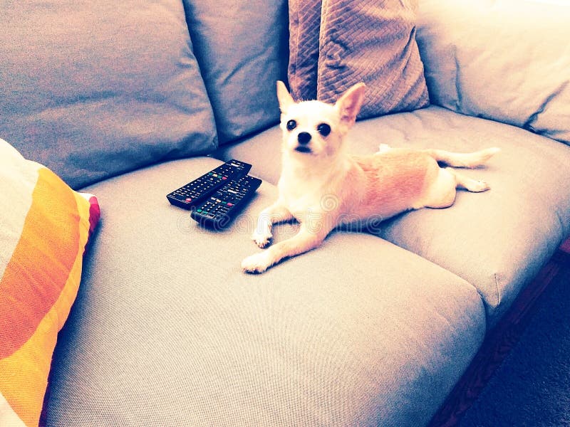 Chihuahua dog lying on sofa watching tv with tv controls. Chihuahua dog lying on sofa watching tv with tv controls