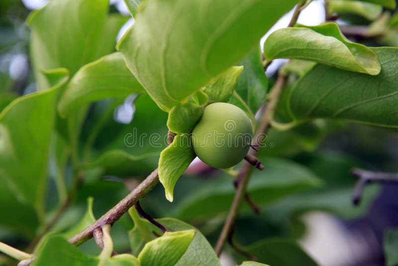 Immature Fruits And White Skin Khaki Tree Closeup with Immature Fruits Stock Image - Image of diospiro