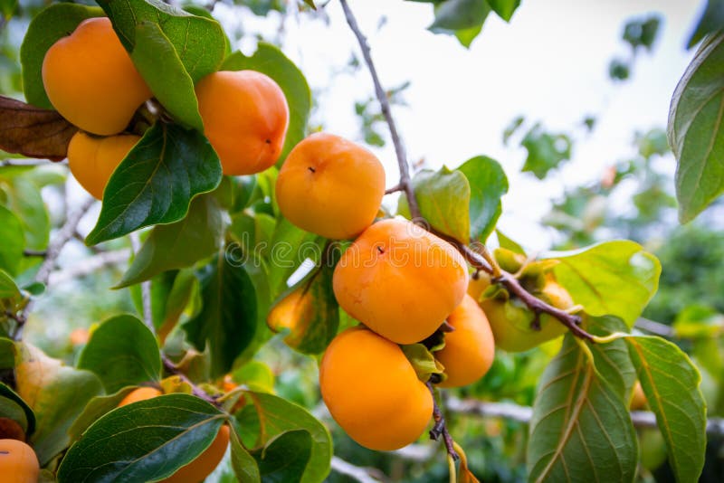 Persimmon tree in persimmon farm ready for harvest