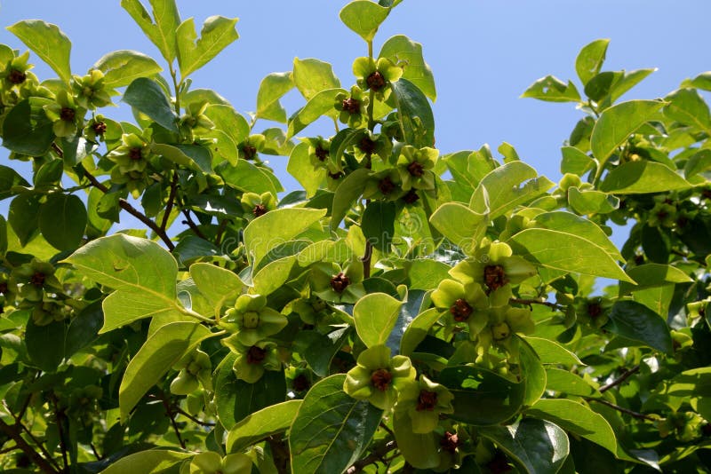 Persimmon Tree with Many Blooms Stock Photo - Image of yellow, garden ...