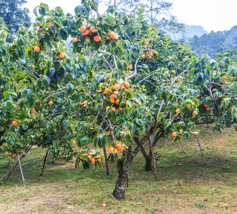 Persimmon tree