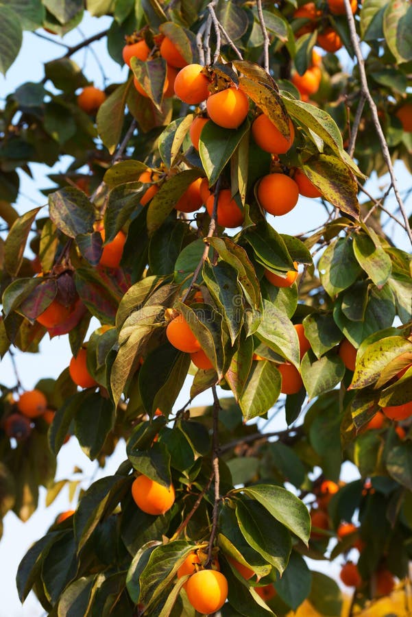 Persimmon δέντρο με τα ώριμα φρούτα στοκ φωτογραφία με δικαίωμα ελεύθερης χρήσης Persimmon δέντρο με τα ώριμα φρούτα στοκ φωτογραφία με δικαίωμα ελεύθερης χρήσης