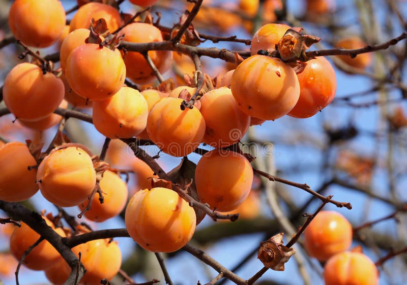 Persimmons in the tree stock photo. Image of gardening 255935988