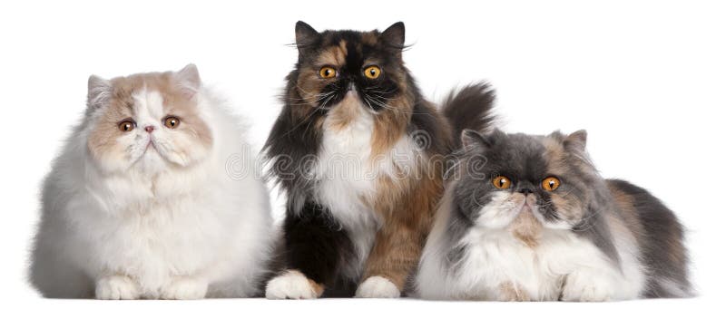 persiska katter arkivbild persiska katter arkivbild