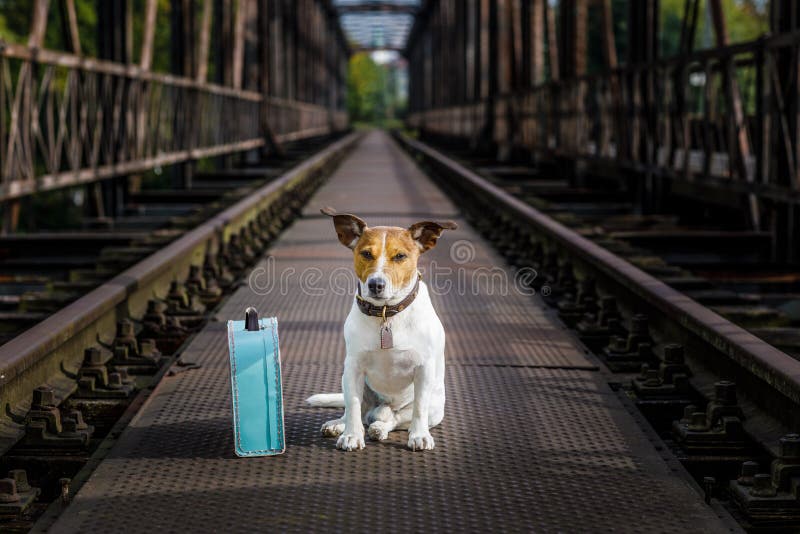 Perso e senzatetto abbandonati insegua fotografia stock Perso e senzatetto abbandonati insegua fotografia stock