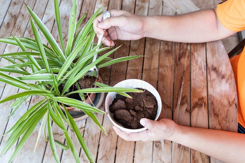 Person apply spent grounded coffee powder as natural plant fertilizer on potted plants, agriculture, black, botany, brewed, cake, compost, compressed, espresso, fertile, gardening, grain, green, growth, hand, home, ingredient, leaf, organic, pile, sapling, soil, tree, used. Person apply spent grounded coffee powder as natural plant fertilizer on potted plants, agriculture, black, botany, brewed, cake, compost, compressed, espresso, fertile, gardening, grain, green, growth, hand, home, ingredient, leaf, organic, pile, sapling, soil, tree, used