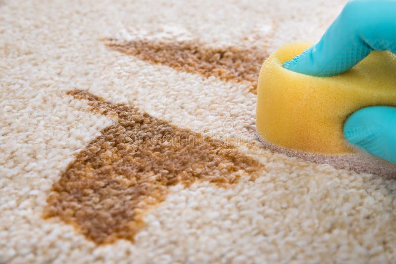 Person cleaning carpet with sponge