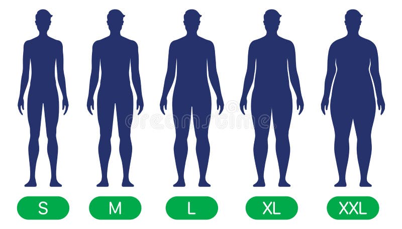 Man with Different Body Sizes, Vector Chart. Stock Vector ...