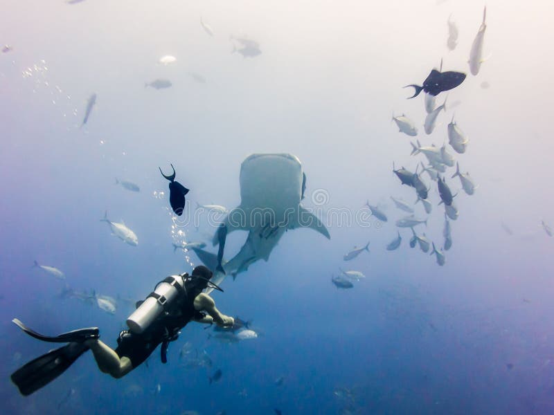 Person Diving in the Andaman Sea Stock Image Image of diver, ocean