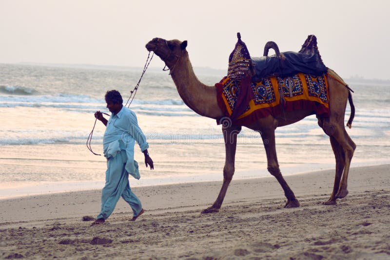 Person draw camel on beach / Mandvi, Kutch, India. Local person royalty free stock photo Person draw camel on beach / Mandvi, Kutch, India. Local person royalty free stock photo
