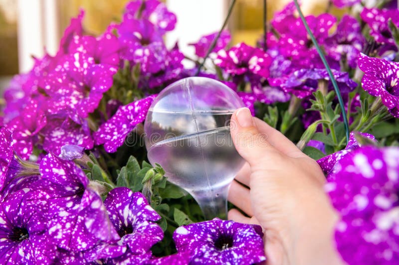Person hand attaching round transparent self watering device globe inside potted night sky petunia plant soil in home garden. Person hand attaching round stock photo