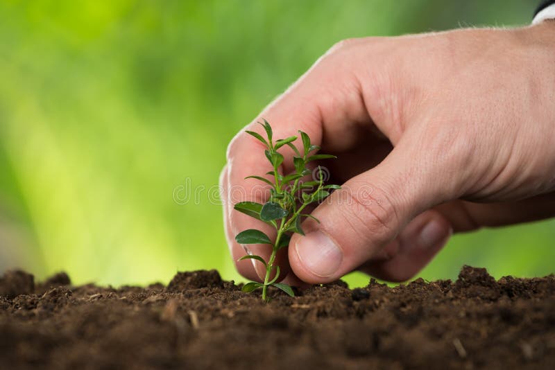 Person Hand Planting Small Tree stock photo