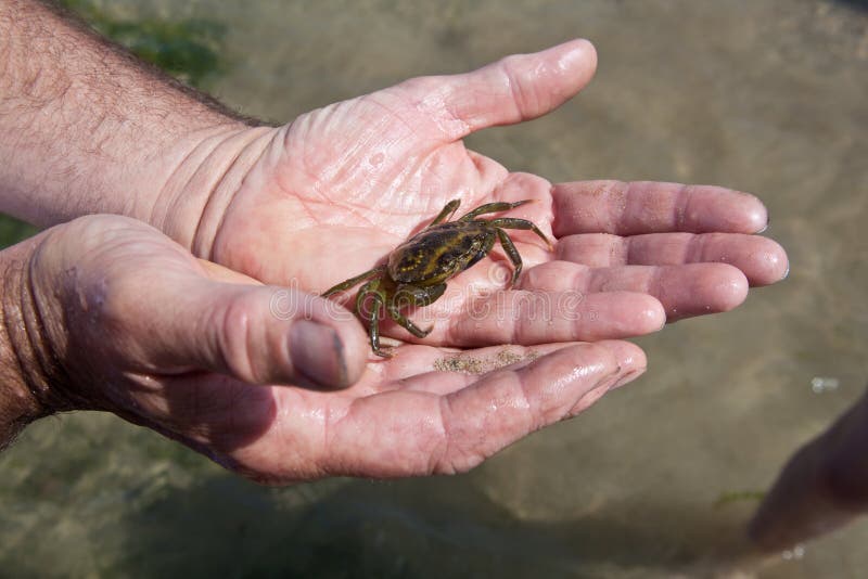 Person Holding Crab in Hands Stock Image Image of shore, male 26363069
