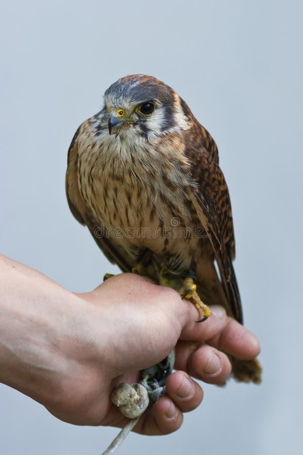 Person Holding Kestrel Bird Stock Image Image of background, claws