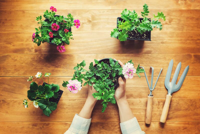 Person holding potted plant on a rustic table