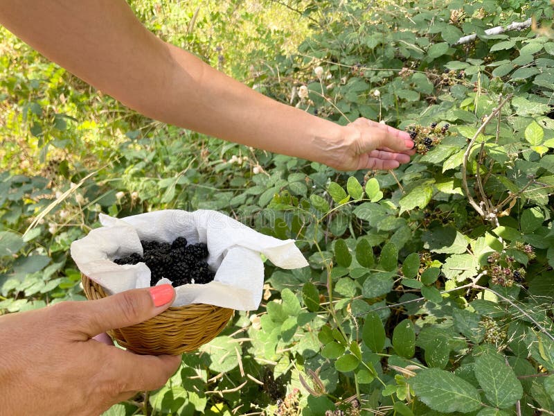 Person picking blackberries from a bush, holding a small basket filled with berries on a sunny day royalty free stock photography