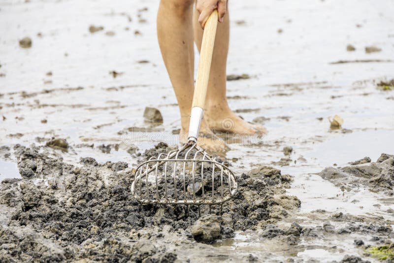 Person Raking for Clams on a Sandy Beach Stock Image Image of slim