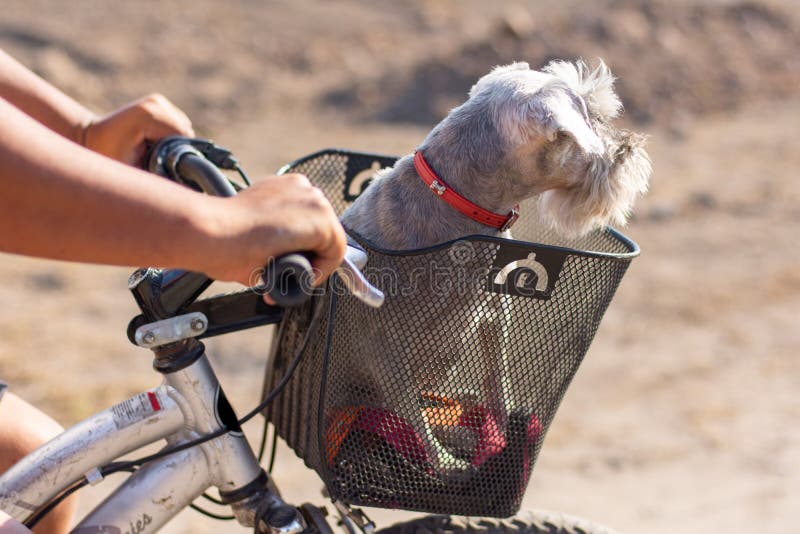 Schnauzer in a basket stock image. Image of basket, gray 940975