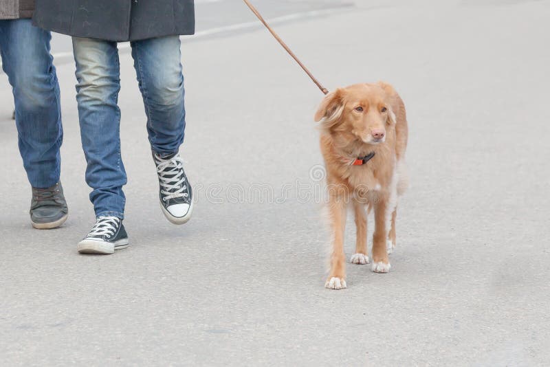 The Person Runs with Two Dogs Stock Image Image of girl, sport 44224207