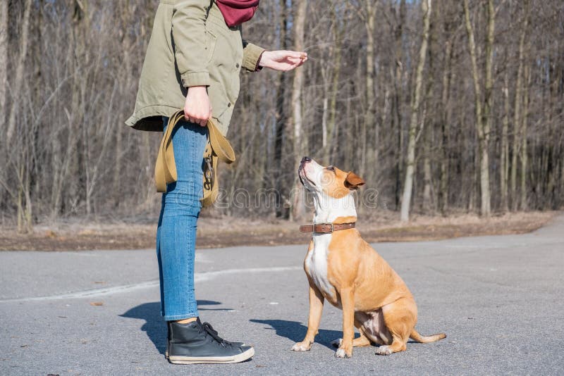 Training a grown-up dog to do `sit` command. Person schooling a staffordshire terrier in a park, obedient dog sits and listens to owner stock images
