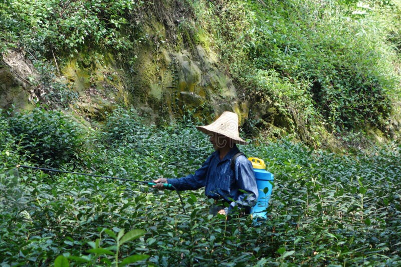 Person som bär en hatt som går till och med tefält och besprutar gödningsmedel i Hangzhou, Kina royaltyfri fotografi Person som bär en hatt som går till och med tefält och besprutar gödningsmedel i Hangzhou, Kina royaltyfri fotografi