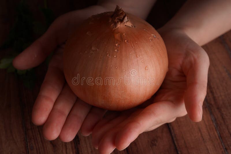 Person som visar den stora våta kulan av löken arkivfoto Person som visar den stora våta kulan av löken arkivfoto