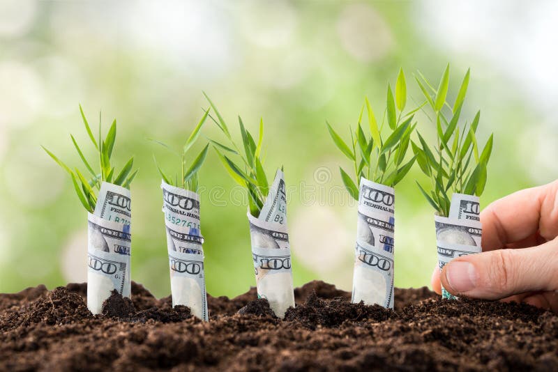 Persona che pianta le piante di soldi fotografia stock Persona che pianta le piante di soldi fotografia stock