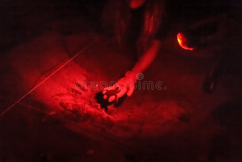 Personne jugeant le hatchling olive de tortue de mer de ridley disponible photographie stock libre de droits Personne jugeant le hatchling olive de tortue de mer de ridley disponible photographie stock libre de droits