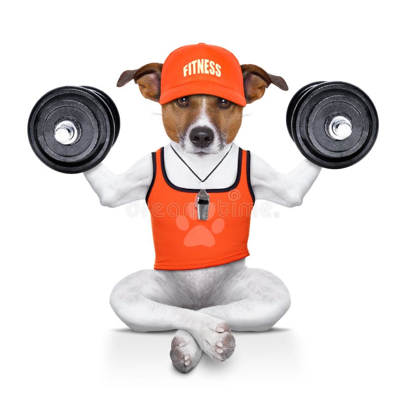 Persoonlijke trainerhond stock afbeeldingen Persoonlijke trainerhond stock afbeeldingen
