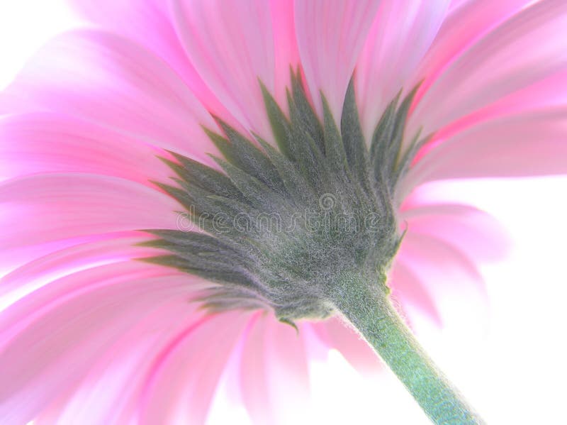 A perspective shot of a pink gerbera