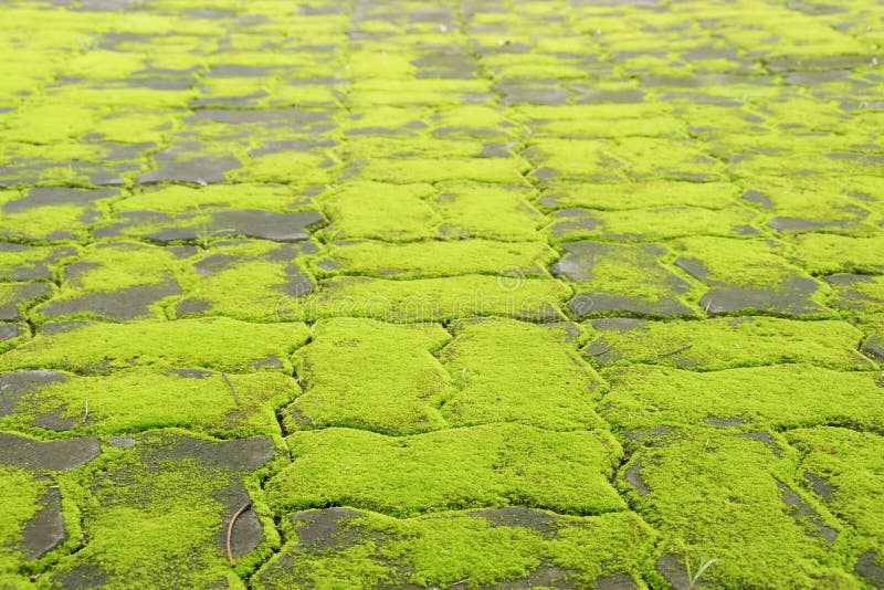 Perspective View of Cement Blocks Floor Covered with Moss as Bacckground stock images