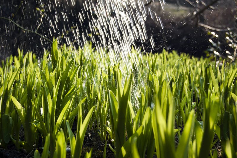 Perto acima, macro de gotas de orvalho nas lâminas da grama fresca, raios da manhã do sol, economia da água e conceito verde, pla imagem de stock Perto acima, macro de gotas de orvalho nas lâminas da grama fresca, raios da manhã do sol, economia da água e conceito verde, pla imagem de stock